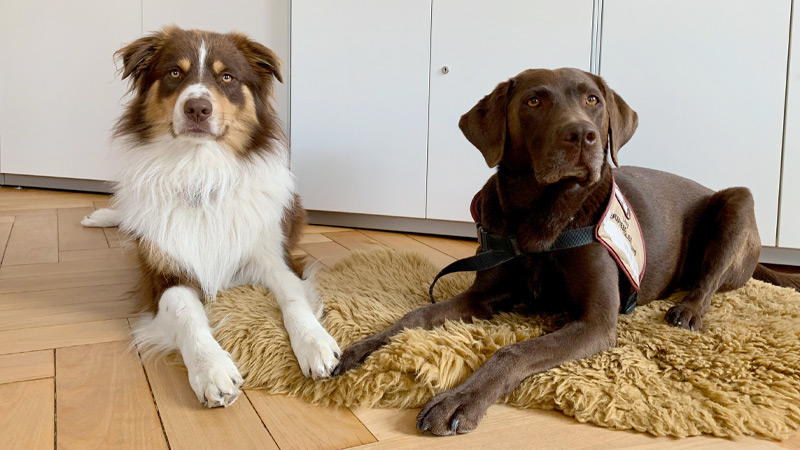 Zertifizierte Therapiehunde Lilly und Fly