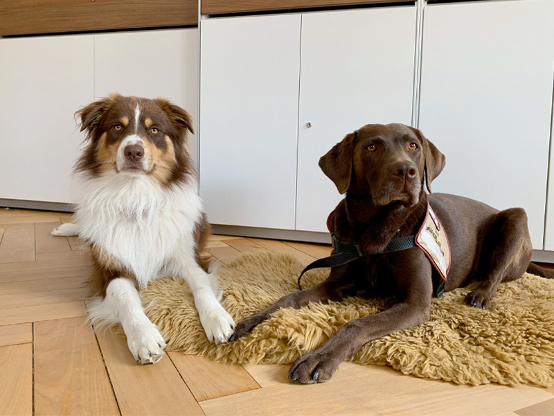 Therapiehunde